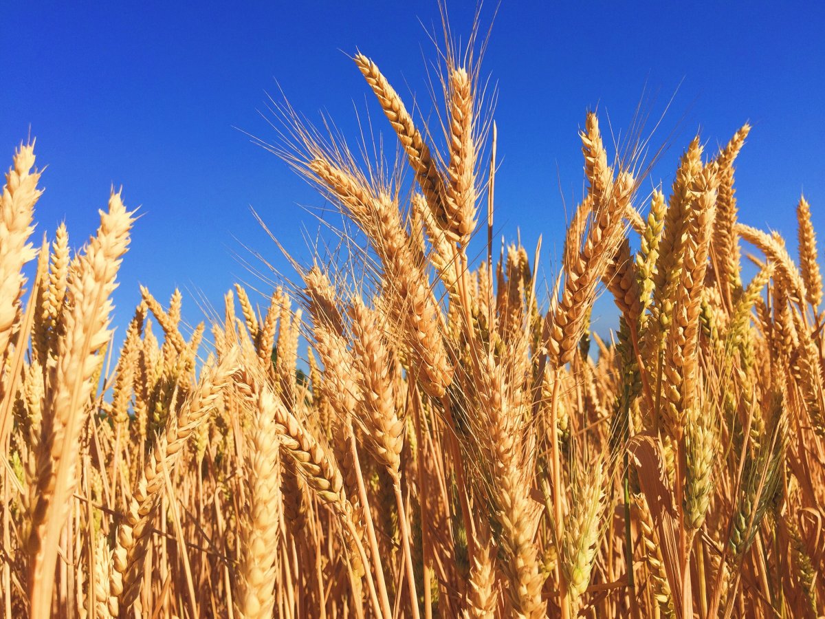 wheat-grass-barley-stockpack-pixabay.jpg wheat, grass, barley