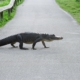 alligator-walking-reptile-stockpack-pixabay.jpg alligator, walking, reptile
