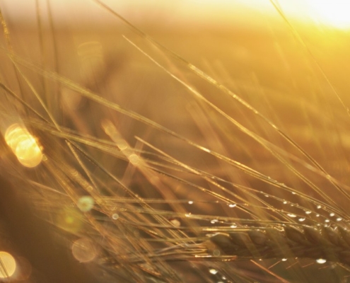 barley-corn-rosa-stockpack-pixabay.jpg barley, corn, rosa