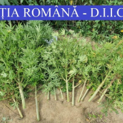 cannabis diicot Cannabis Diicot