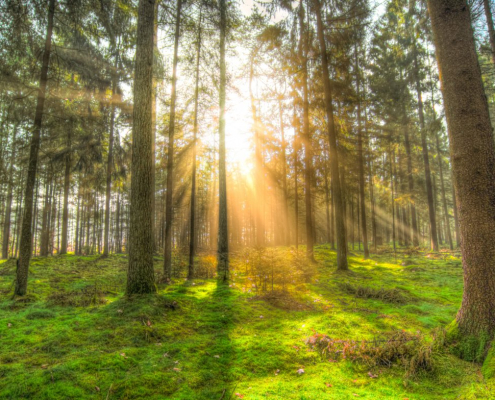 forest-sun-shadow-stockpack-pixabay.jpg forest, sun, shadow