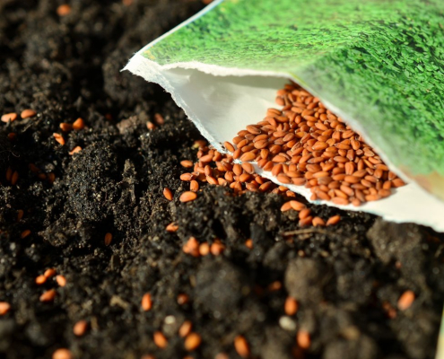 seeds, sow, garden