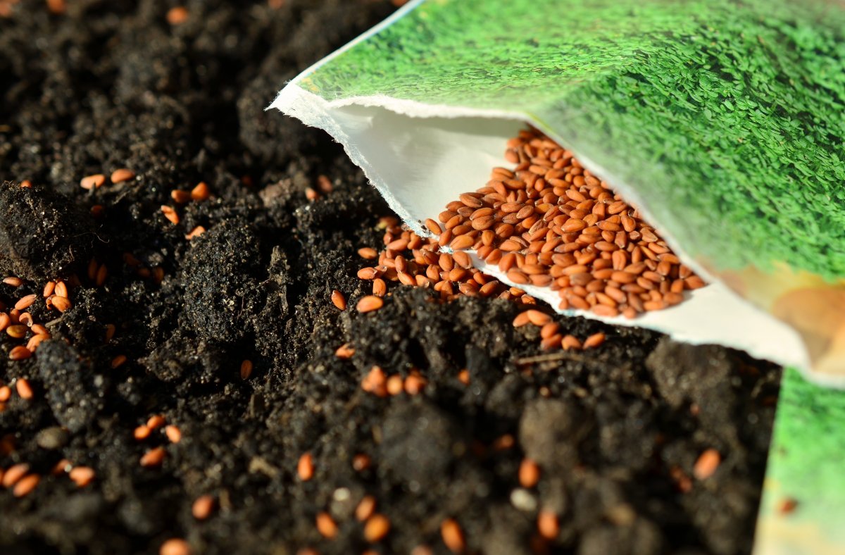 seeds-sow-garden-stockpack-pixabay.jpg seeds, sow, garden