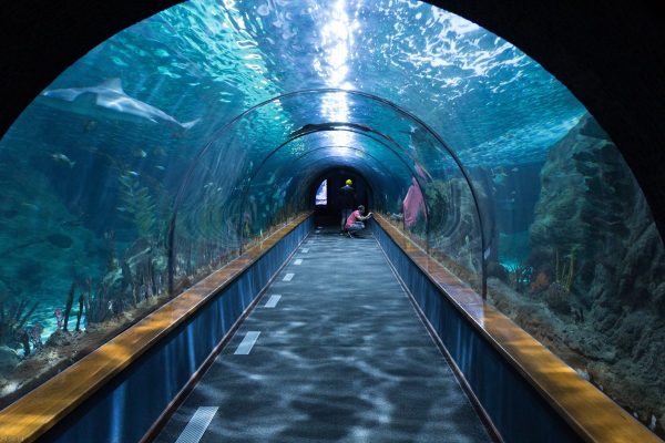 shark tunnel, aquarium, loropark