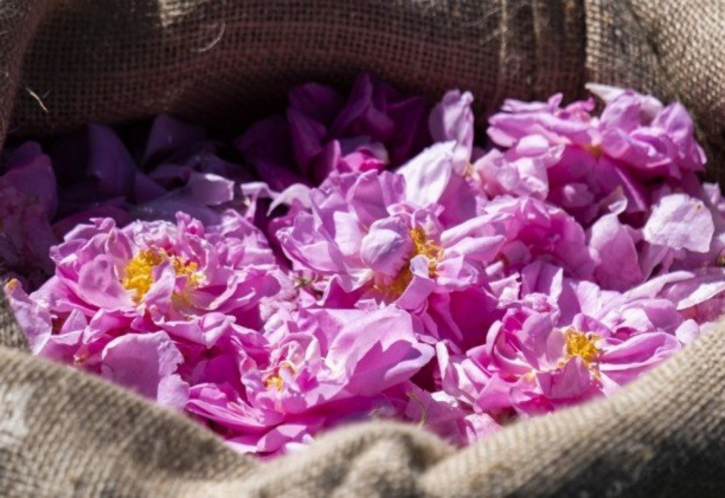 Lancome grasse Lancome Grasse