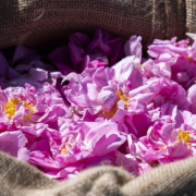 Lancome grasse Lancome Grasse