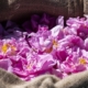 Lancome grasse Lancome Grasse