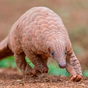 Manis crassicaudata Manis Crassicaudata