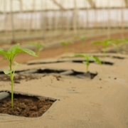 agriculture-bio-farm-stockpack-pixabay.jpg agriculture, bio, farm