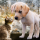 animals, dog, cat