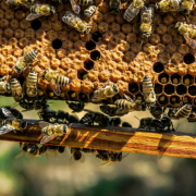 apiary-bee-beehive-stockpack-pixabay.jpg apiary, bee, beehive