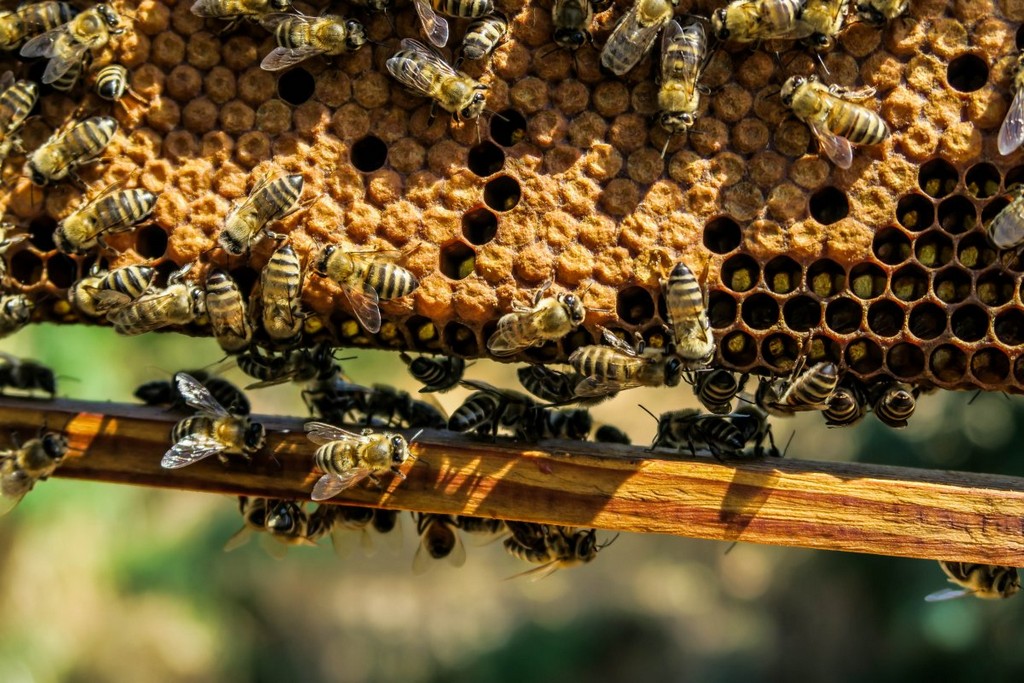 apiary-bee-beehive-stockpack-pixabay.jpg apiary, bee, beehive