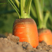 carrot-growth-vegetables-stockpack-pixabay.jpg carrot, growth, vegetables