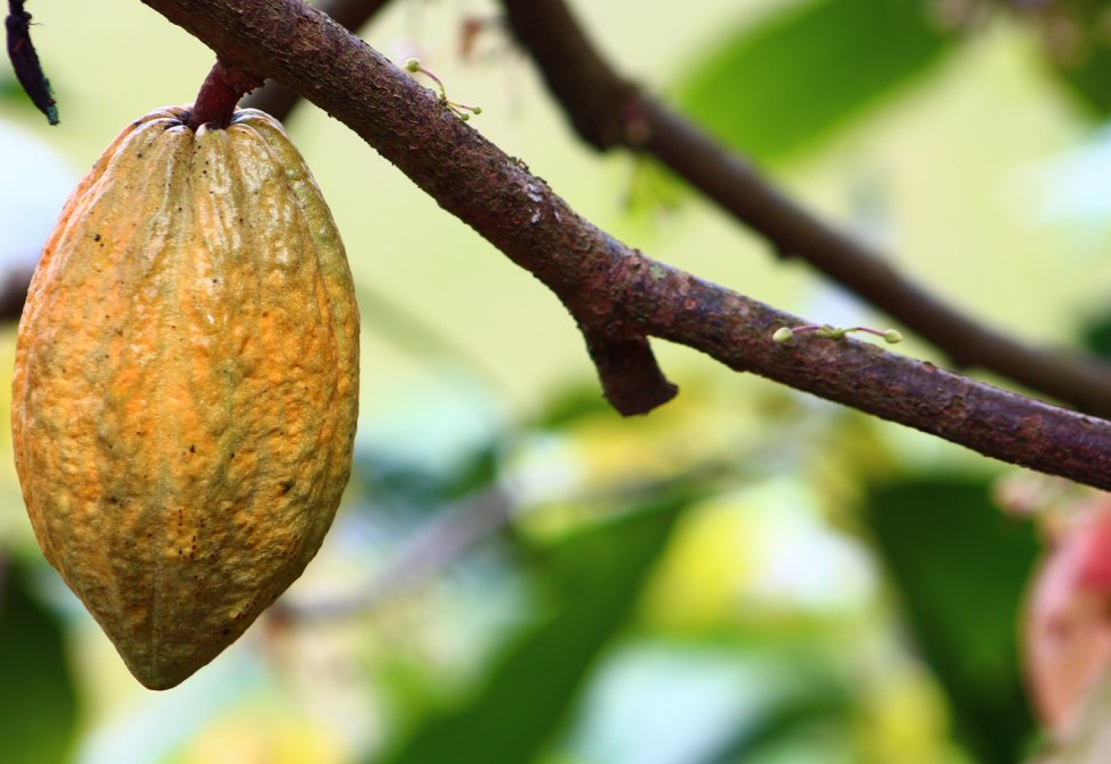cocoa-cultivation-fruit-stockpack-pixabay.jpg cocoa, cultivation, fruit