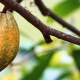 cocoa-cultivation-fruit-stockpack-pixabay.jpg cocoa, cultivation, fruit