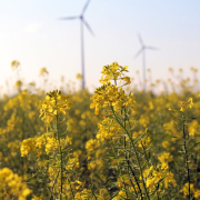 field-of-rapeseeds-rapeseed-flowers-plant-stockpack-pixabay.jpg field of rapeseeds, rapeseed flowers, plant