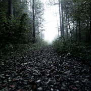 forrest, dark, moody