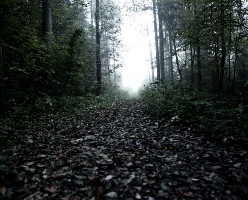 forrest-dark-moody-stockpack-pixabay.jpg forrest, dark, moody