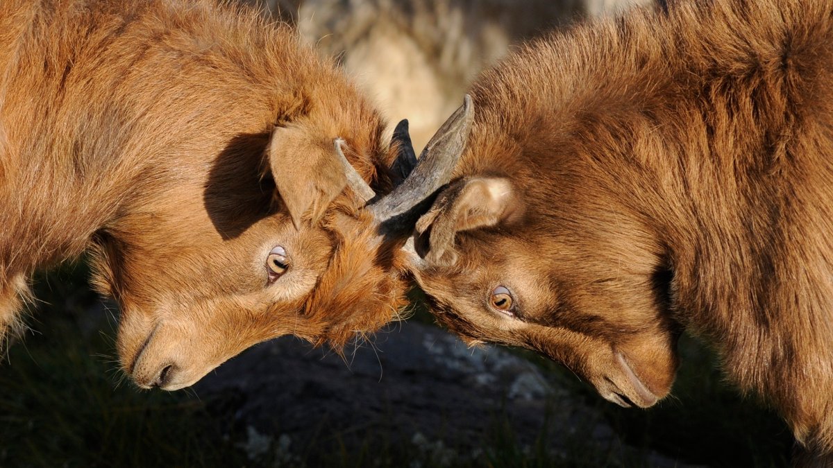 goats-competition-dispute-stockpack-pixabay.jpg goats, competition, dispute