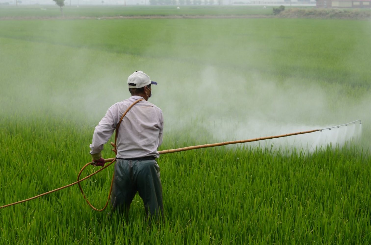 herbicide, avignon, in rice field