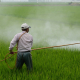 herbicide-avignon-in-rice-field-stockpack-pixabay.jpg herbicide, avignon, in rice field