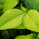 leaf-green-foliage-stockpack-pixabay.jpg leaf, green, foliage