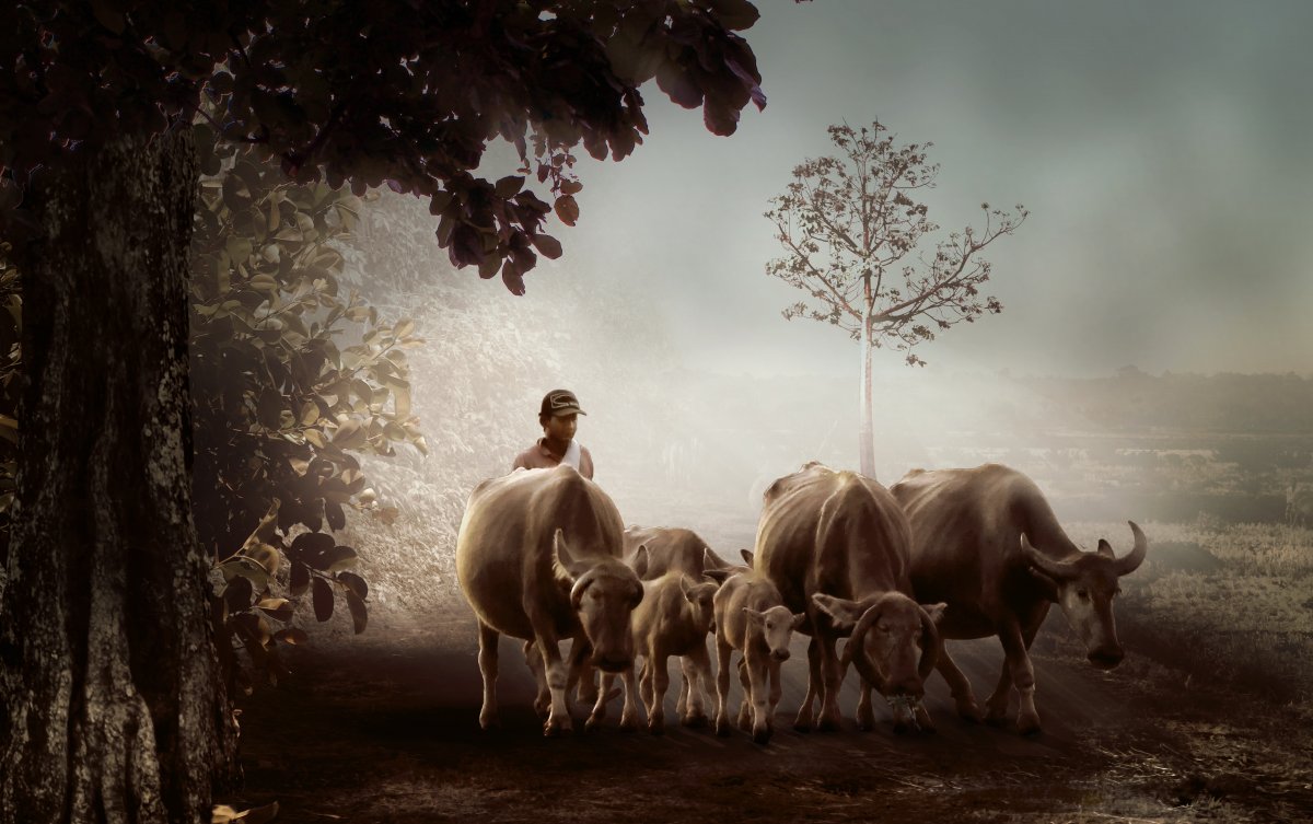 man-village-shepherd-stockpack-pixabay.jpg man, village, shepherd
