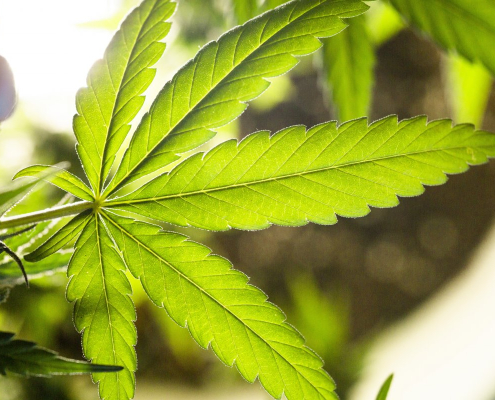 marijuana-cannabis-weed-leaf-stockpack-pixabay.jpg marijuana, cannabis, weed leaf