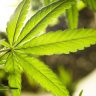 marijuana, cannabis, weed leaf