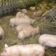 porci ferma Porci Ferma