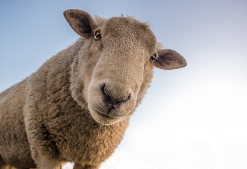 sheep-curious-look-stockpack-pixabay.jpg sheep, curious, look