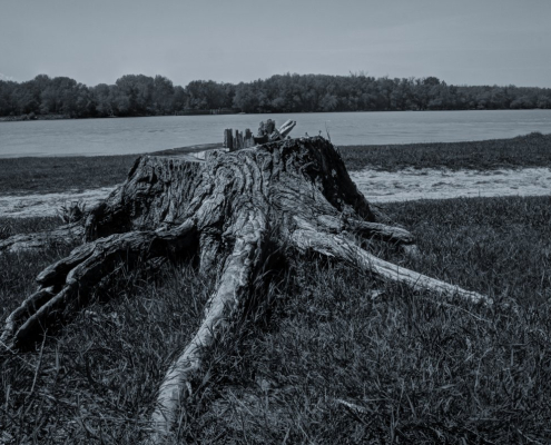 trunk-nature-environment-stockpack-pixabay.jpg trunk, nature, environment