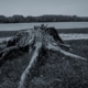 trunk, nature, environment