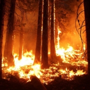 wildfire, forest, fire