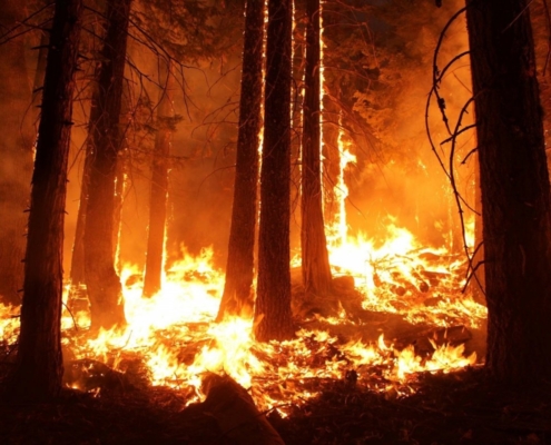 wildfire-forest-fire-stockpack-pixabay.jpg wildfire, forest, fire