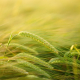 barley, getreideanbau, barley cultivation