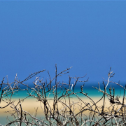 brambles-dunes-beach-stockpack-pixabay.jpg brambles, dunes, beach
