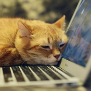 cat-red-cat-red-headed-cat-stockpack-pixabay.jpg cat, red cat, red-headed cat