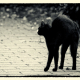 friday-13-hypnosis-black-cat-stockpack-pixabay.jpg friday 13, hypnosis, black cat