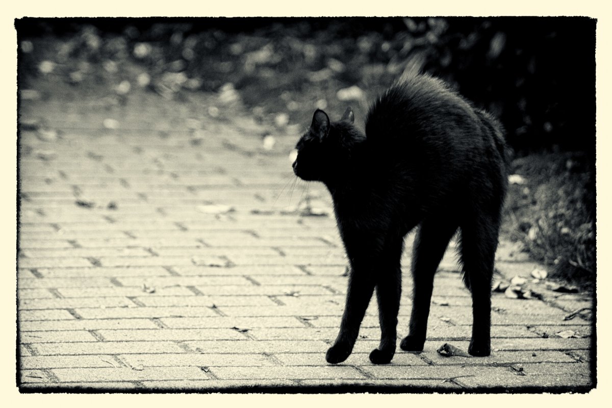 friday-13-hypnosis-black-cat-stockpack-pixabay.jpg friday 13, hypnosis, black cat