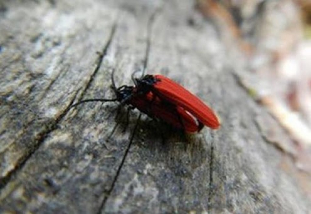 Insecta Saproxilica