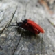 Insecta Saproxilica