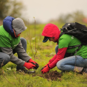 plantare copaci Plantare Copaci