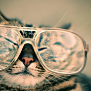 cat, glasses, eyewear