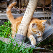 cat-young-play-stockpack-pixabay.jpg cat, young, play