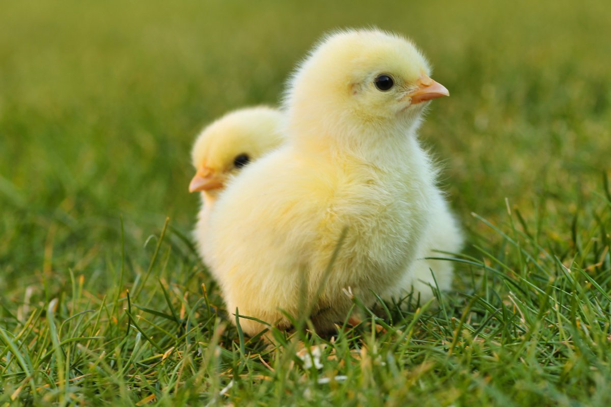 chicks-easter-chick-easter-stockpack-pixabay.jpg chicks, easter chick, easter