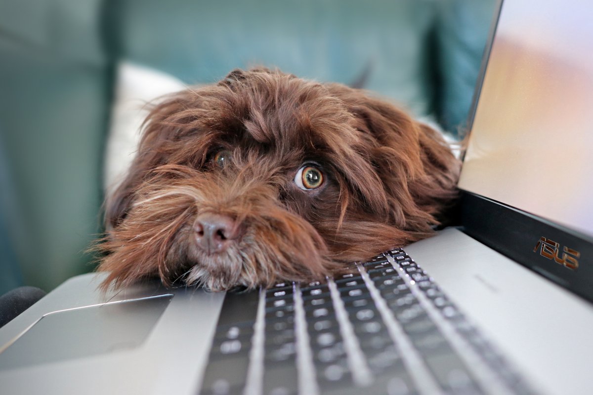 dog-containment-telework-stockpack-pixabay.jpg dog, containment, telework