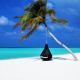 maldives, palm tree, hammock