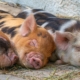 pigs-piglet-animal-babies-stockpack-pixabay.jpg pigs, piglet, animal babies