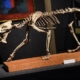 tigru dinti sabie Tigru Dinti Sabie